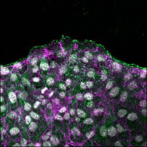 Collectively migrating cells