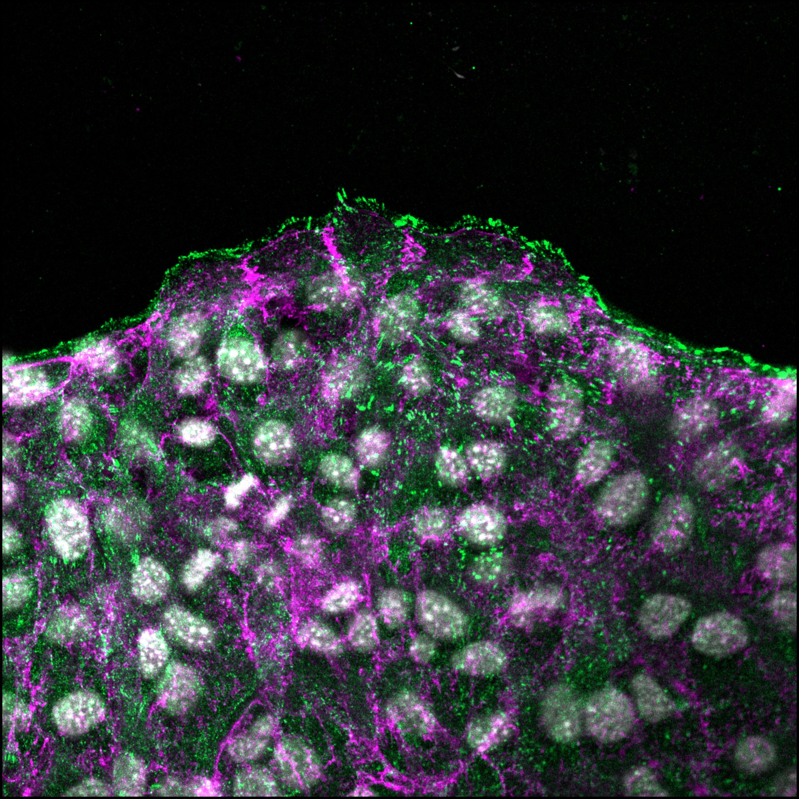 Collectively migrating cells