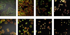 A series of microscopy images of cells