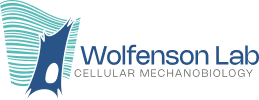 Wolfenson Lab - From Cellular Forces  to Cancer Cures | Technion